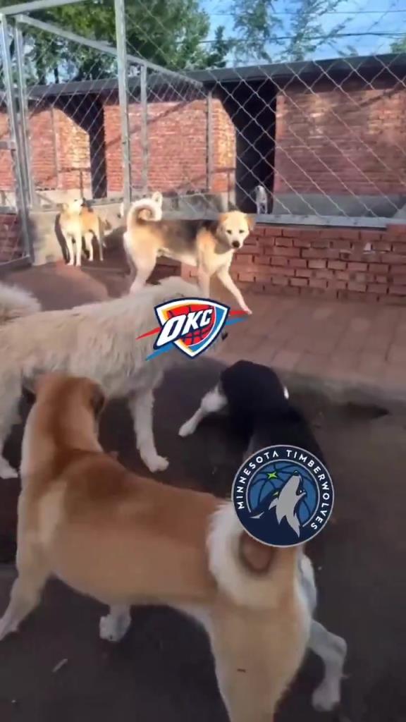 太有活了！美媒惡搞：狗王雷霆嚇退掘金灰熊，把森林狼按地上